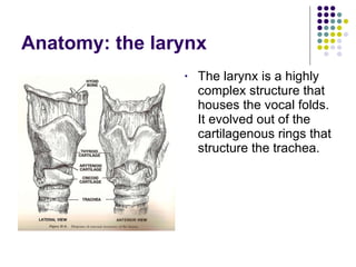Anatomy: the larynx The larynx is a highly complex structure that houses the vocal folds.  It evolved out of the cartilagenous rings that structure the trachea. 