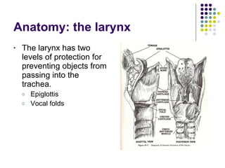 Anatomy: the larynx The larynx has two levels of protection for preventing objects from passing into the trachea. Epiglottis Vocal folds 