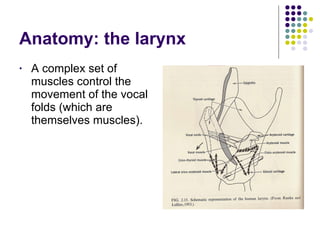 Anatomy: the larynx A complex set of muscles control the movement of the vocal folds (which are themselves muscles). 