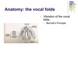 Anatomy: the vocal folds Vibration of the vocal folds. Bernulli’s Principle. 