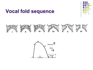 Vocal fold sequence 