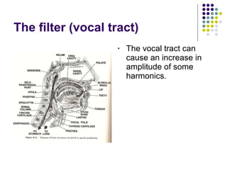 The filter (vocal tract) The vocal tract can cause an increase in amplitude of some harmonics. 