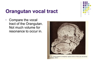 Orangutan vocal tract Compare the vocal tract of the Orangutan.  Not much volume for resonance to occur in. 
