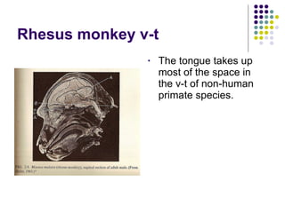 Rhesus monkey v-t The tongue takes up most of the space in the v-t of non-human primate species. 