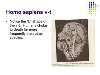 Homo sapiens v-t Notice the “L” shape of the v-t.  Humans choke to death far more frequently than other species. 