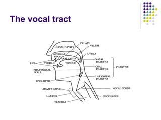 The vocal tract 