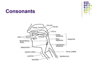 Consonants 
