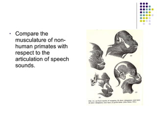 Compare the musculature of non-human primates with respect to the articulation of speech sounds. 