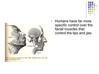 Humans have far more specific control over the facial muscles that control the lips and jaw. 