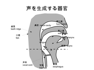 声を生成する器官
声帯
vocal cord 気管
trachea
食道
esophagus
喉頭 larynx
咽頭 pharynx
舌
tongue
軟口蓋
soft palate
硬口蓋
hard palate
鼻腔 nasal cavity
歯茎
teeth ridge
口唇
lips
 