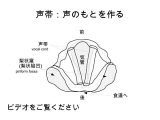 声帯：声のもとを作る
前
後
声帯
食道へ
梨状窩
(梨状陥凹)
気
管
ビデオをご覧ください
vocal cord
piriform fossa
 