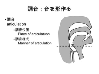 調音：音を形作る
● 調音
articulation
● 調音位置
Place of articulatuon
● 調音様式
Manner of articulation
 