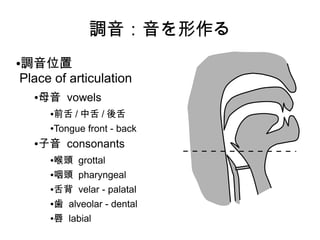 調音：音を形作る
●調音位置
Place of articulation
●母音 vowels
●前舌 / 中舌 / 後舌
●Tongue front - back
●子音 consonants
●喉頭 grottal
●咽頭 pharyngeal
●舌背 velar - palatal
●歯 alveolar - dental
●唇 labial
 