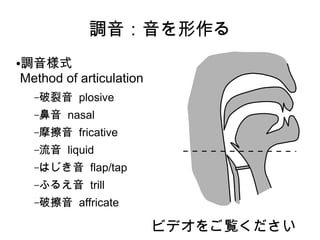調音：音を形作る
●調音様式
Method of articulation
–破裂音 plosive
–鼻音 nasal
–摩擦音 fricative
–流音 liquid
–はじき音 flap/tap
–ふるえ音 trill
–破擦音 affricate
ビデオをご覧ください
 