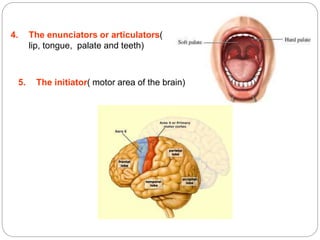 4. The enunciators or articulators(
lip, tongue, palate and teeth)
5. The initiator( motor area of the brain)
 