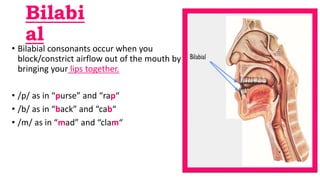 Bilabi
al
• Bilabial consonants occur when you
block/constrict airflow out of the mouth by
bringing your lips together.
• /p/ as in “purse” and “rap“
• /b/ as in “back” and “cab“
• /m/ as in “mad” and “clam“
 