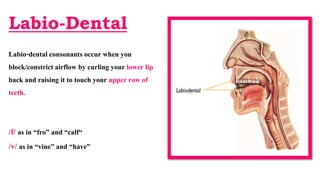 Labio-Dental
Labio-dental consonants occur when you
block/constrict airflow by curling your lower lip
back and raising it to touch your upper row of
teeth.
/f/ as in “fro” and “calf“
/v/ as in “vine” and “have”
 