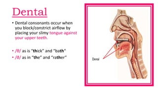 Dental
• Dental consonants occur when
you block/constrict airflow by
placing your slimy tongue against
your upper teeth.
• /θ/ as is “thick” and “bath“
• /ð/ as in “the” and “rather”
 