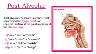 Post-Alveolar
Post-alveolar consonants are those that
occur when the tongue blocks or
constricts airflow at the point just beyond
the alveolar ridge.
• /ʃ/ as in “shot” or “brash”
• /ʒ/ as in “vision” or “measure”
• /tʃ/ as in “chick” or “match”
• /dʒ/ as in “jam” or “badge“
 