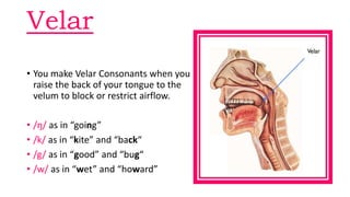 Velar
• You make Velar Consonants when you
raise the back of your tongue to the
velum to block or restrict airflow.
• /ŋ/ as in “going”
• /k/ as in “kite” and “back“
• /g/ as in “good” and “bug“
• /w/ as in “wet” and “howard”
 