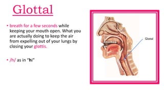 Glottal
• breath for a few seconds while
keeping your mouth open. What you
are actually doing to keep the air
from expelling out of your lungs by
closing your glottis.
• /h/ as in “hi”
 