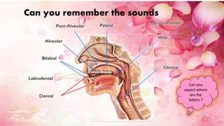 Can you remember the sounds
Can you
expect where
are the
letters ?
 