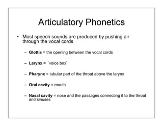 Articulatory Phonetics
•  Most speech sounds are produced by pushing air
through the vocal cords
–  Glottis = the opening between the vocal cords
–  Larynx = ‘voice box’
–  Pharynx = tubular part of the throat above the larynx
–  Oral cavity = mouth
–  Nasal cavity = nose and the passages connecting it to the throat
and sinuses
 