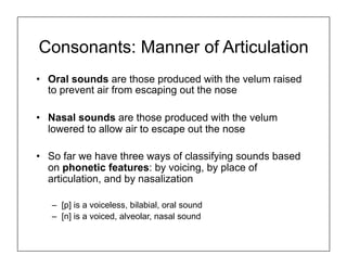 Consonants: Manner of Articulation
•  Oral sounds are those produced with the velum raised
to prevent air from escaping out the nose
•  Nasal sounds are those produced with the velum
lowered to allow air to escape out the nose
•  So far we have three ways of classifying sounds based
on phonetic features: by voicing, by place of
articulation, and by nasalization
–  [p] is a voiceless, bilabial, oral sound
–  [n] is a voiced, alveolar, nasal sound
 