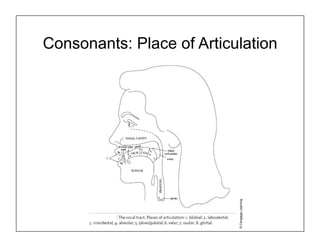 Consonants: Place of Articulation
©
Cengage
Learning
 