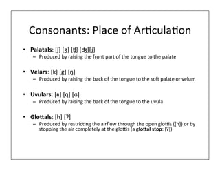 Consonants:	
  Place	
  of	
  Ar0cula0on	
  
• Palatals:	
  [ʃ]	
  [ʒ]	
  [ʧ]	
  [ʤ][ʝ]	
  
– Produced	
  by	
  raising	
  the	
  front	
  part	
  of	
  the	
  tongue	
  to	
  the	
  palate	
  
• Velars:	
  [k]	
  [g]	
  [ŋ]	
  
– Produced	
  by	
  raising	
  the	
  back	
  of	
  the	
  tongue	
  to	
  the	
  soI	
  palate	
  or	
  velum	
  
• Uvulars:	
  [ʀ]	
  [q]	
  [ɢ]	
  	
  
– Produced	
  by	
  raising	
  the	
  back	
  of	
  the	
  tongue	
  to	
  the	
  uvula	
  
• Glo5als:	
  [h]	
  [Ɂ]	
  
– Produced	
  by	
  restric0ng	
  the	
  airﬂow	
  through	
  the	
  open	
  glo@s	
  ([h])	
  or	
  by	
  
stopping	
  the	
  air	
  completely	
  at	
  the	
  glo@s	
  (a	
  glo5al	
  stop:	
  [Ɂ])	
  
 