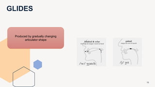 GLIDES
15
Produced by gradually changing
articulator shape
 