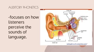 -focuses on how
listeners
perceive the
sounds of
language.
AUDITORY PHONETICS
 