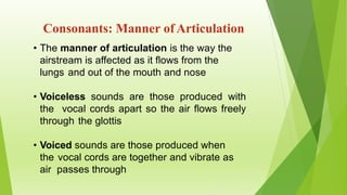 Consonants: Manner of Articulation
• The manner of articulation is the way the
airstream is affected as it flows from the
lungs and out of the mouth and nose
• Voiceless sounds are those produced with
the vocal cords apart so the air flows freely
through the glottis
• Voiced sounds are those produced when
the vocal cords are together and vibrate as
air passes through
 