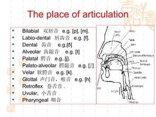 The place of articulation Bilabial  双唇音  e.g. [p], [m].  Labio-dental  唇齿音  e.g. [f]. Dental  齿音  e.g.[ð]  Alveolar  齿龈音  e.g. [t]  Palatal  腭音  e.g..[j]. Palato-alveolar  腭龈音  e.g. [ʃ] Velar  软腭音  e.g. [k]. Glottal  声门音，喉音  e.g. [h] Retroflex  卷舌音 . Uvular,  小舌音 Pharyngeal  咽音 