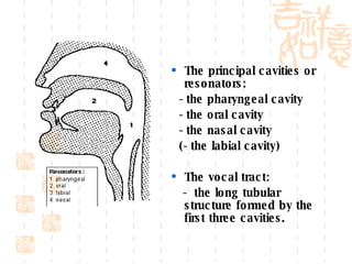 The principal cavities or resonators:  -the pharyngeal cavity -the oral cavity -the nasal cavity (-the labial cavity) The vocal tract: - the long tubular structure formed by the first three cavities. 