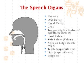 The Speech Organs Pharynx Oral Cavity Nasal Cavity Uvula Tongue (tip/blade/front/ middle/back/root) Hard Palate Soft Palate (Velum) Alveolar Ridge (teeth-ridge) Teeth (upper &lower) Lips (upper &lower) Epiglottis 