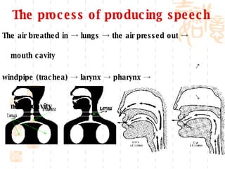 The process of producing speech The air breathed in -> lungs -> the air pressed out ->  mouth cavity ↗ windpipe (trachea) -> larynx -> pharynx ->  ↘  nasal cavity 