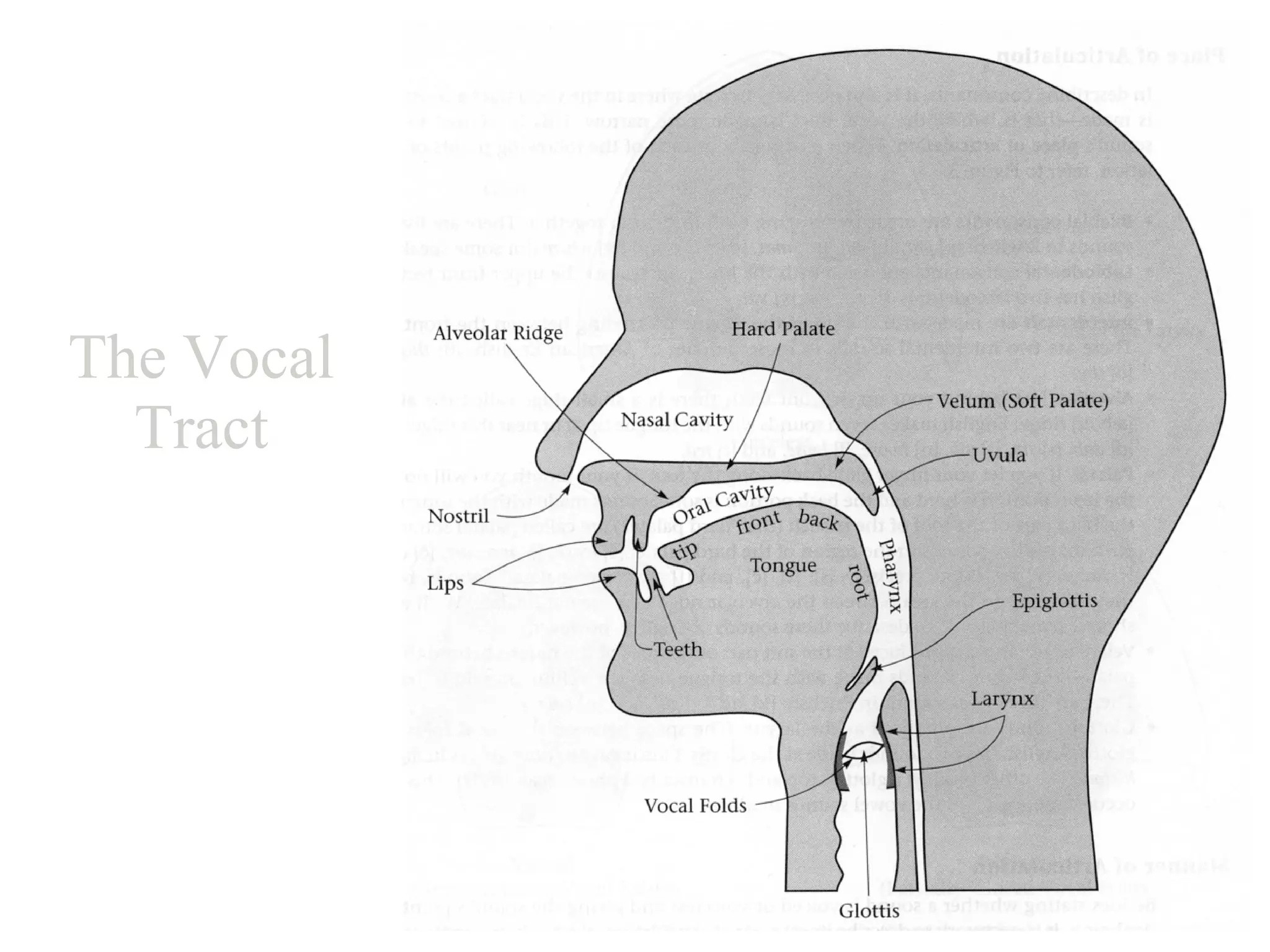 The Vocal Tract 