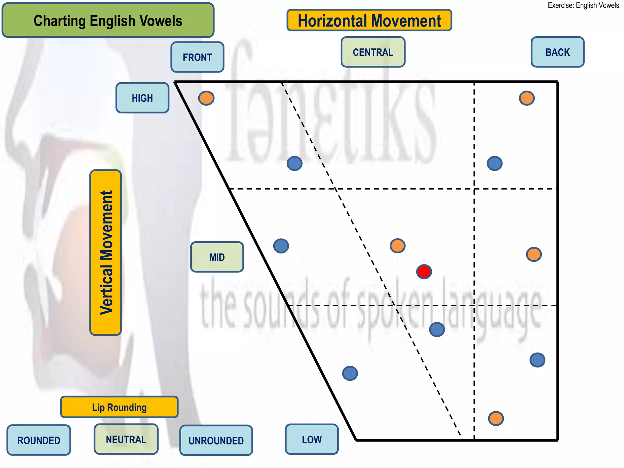 Exercise: English Vowels

  Charting English Vowels                         Horizontal Movement
                                      FRONT              CENTRAL        BACK



                               HIGH
           Vertical Movement




                                          MID




           Lip Rounding


ROUNDED            NEUTRAL            UNROUNDED   LOW
 