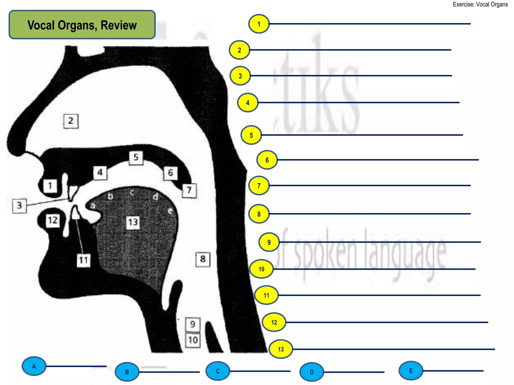 Exercise: Vocal Organs


Vocal Organs, Review                   1


                           2


                           3


                               4



                                   5


                                            6


                                       7


                                       8


                                            9


                                       10



                                           11



                                                12



                                                     13

A
                 B     C                                  D   E
 