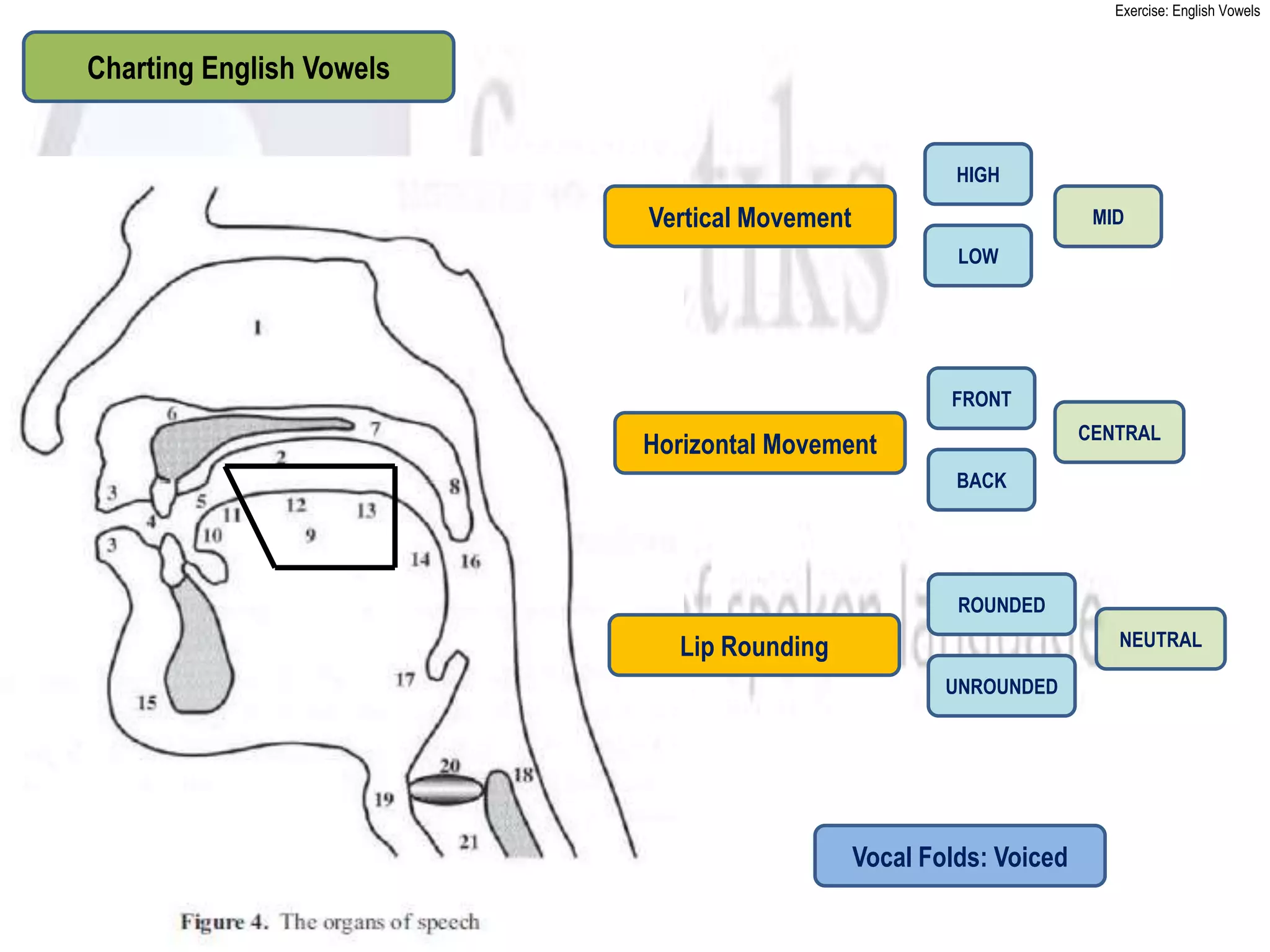 Exercise: English Vowels


Charting English Vowels


                                                            HIGH

                               Vertical Movement                          MID
                                                            LOW




                                                           FRONT
                                                                         CENTRAL
                               Horizontal Movement
                                                            BACK




                                                            ROUNDED

                                 Lip Rounding                               NEUTRAL

                                                           UNROUNDED




                                                   Vocal Folds: Voiced
       Voiceless      Voiced
 