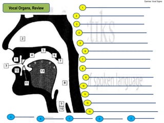 Exercise: Vocal Organs


Vocal Organs, Review                   1


                           2


                           3


                               4



                                   5


                                            6


                                       7


                                       8


                                            9


                                       10



                                           11



                                                12



                                                     13

A
                 B     C                                  D   E
 