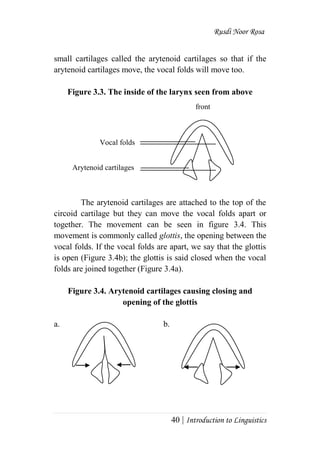 Rusdi Noor Rosa
40 | Introduction to Linguistics
small cartilages called the arytenoid cartilages so that if the
arytenoid cartilages move, the vocal folds will move too.
Figure 3.3. The inside of the larynx seen from above
The arytenoid cartilages are attached to the top of the
circoid cartilage but they can move the vocal folds apart or
together. The movement can be seen in figure 3.4. This
movement is commonly called glottis, the opening between the
vocal folds. If the vocal folds are apart, we say that the glottis
is open (Figure 3.4b); the glottis is said closed when the vocal
folds are joined together (Figure 3.4a).
Figure 3.4. Arytenoid cartilages causing closing and
opening of the glottis
a. b.
Vocal folds
Arytenoid cartilages
front
 