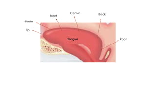 Tip
Blade
Front
Center Back
RootTongue
 