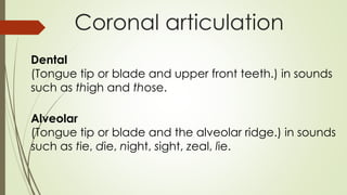 Coronal articulation
Dental
(Tongue tip or blade and upper front teeth.) in sounds
such as thigh and those.
Alveolar
(Tongue tip or blade and the alveolar ridge.) in sounds
such as tie, die, night, sight, zeal, lie.
 