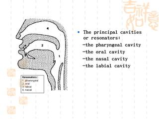  The principal cavities
  or resonators:
  -the pharyngeal cavity
  -the oral cavity
  -the nasal cavity
  -the labial cavity
 