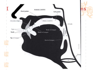 Diagram of the speech organs
 