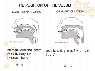 THE POSITION OF THE VELUM
   NASAL ARTICULATION             ORAL ARTICULATION




/m/ main, demand, seem   /p, t, k, b, d, g, s, z, f, v, ∫, , ð, t
/n/ nest, deny, sin      ∫ , d ʒ/
/ŋ/ singer, bang

         9                                    10
 