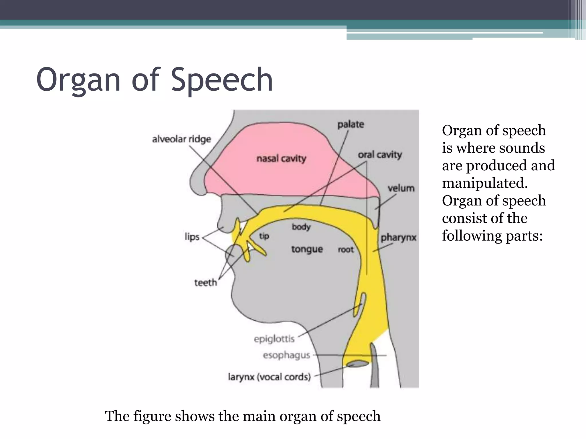 Organ of Speech
The figure shows the main organ of speech
Organ of speech
is where sounds
are produced and
manipulated.
Organ of speech
consist of the
following parts:
 