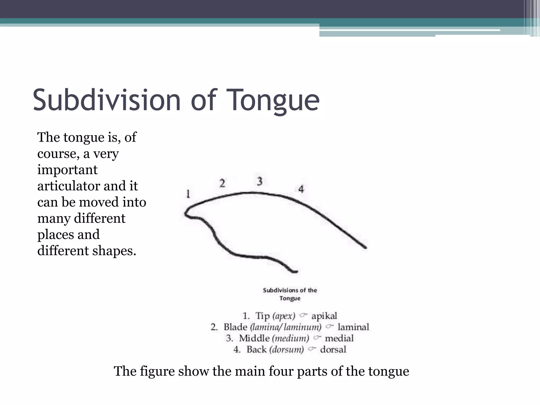 Subdivision of Tongue
The figure show the main four parts of the tongue
The tongue is, of
course, a very
important
articulator and it
can be moved into
many different
places and
different shapes.
 